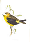 Finch