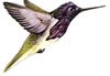 Hummingbird
