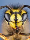 Wasp