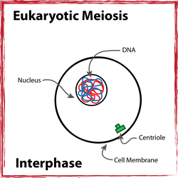 Interphase