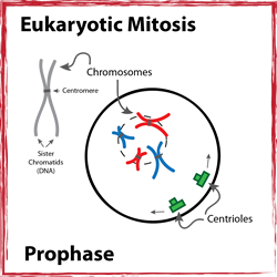 Prophase