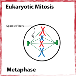 Metaphase