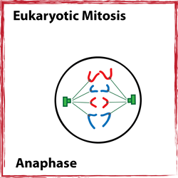 Anaphase