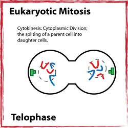 Telophase